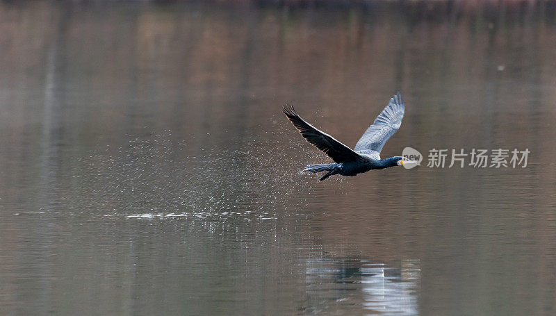 鸬鹚(phalacrocorax carbo)在平静的水面上低飞